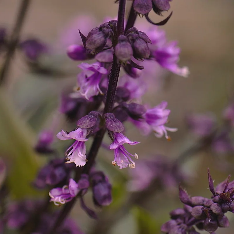 Basil and Tulsis - New Guinea