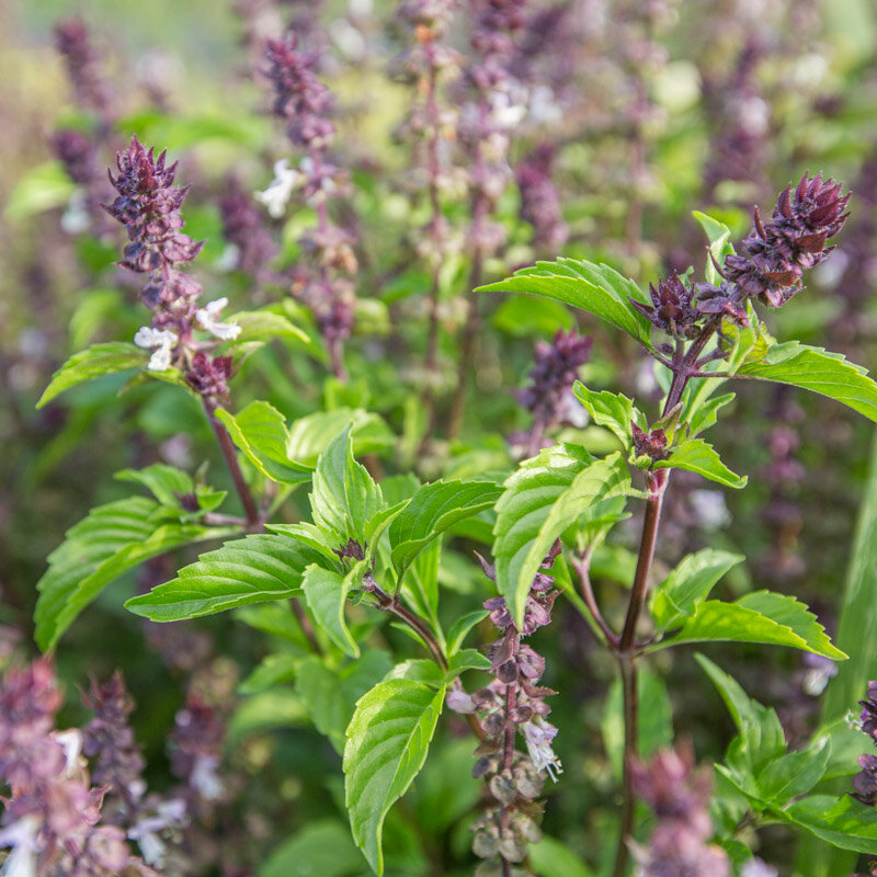 Basil and Tulsis - Thai Small Leaf