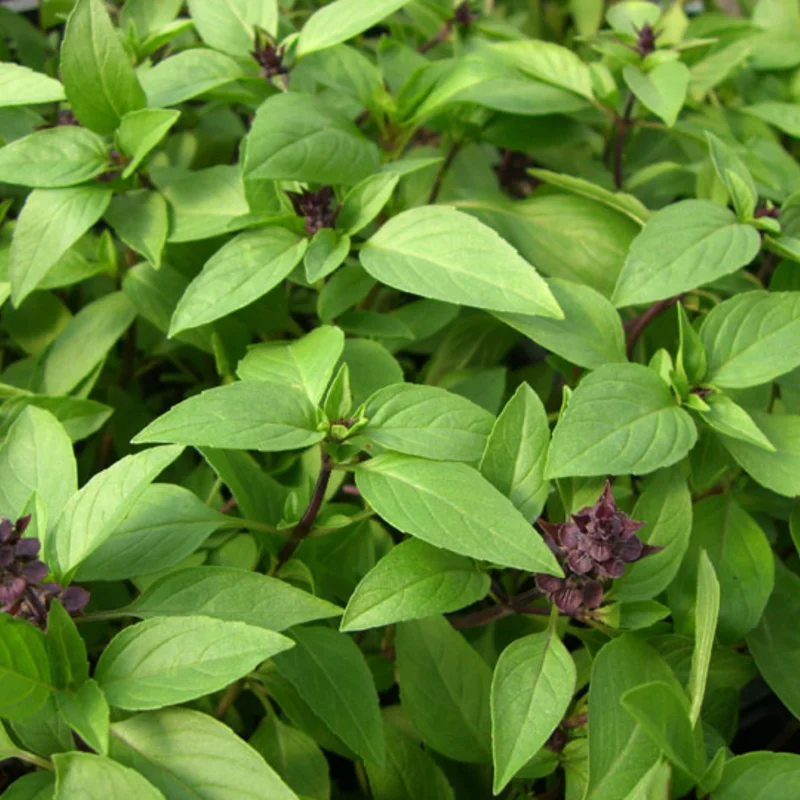 Basil and Tulsis - Thai Small Leaf