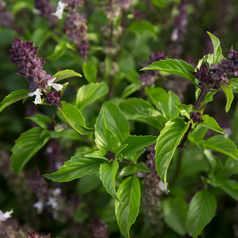 Basil and Tulsis - Thai Small Leaf