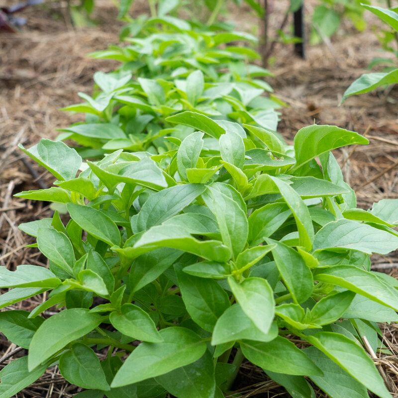 Basil and Tulsis - Floral Spires White