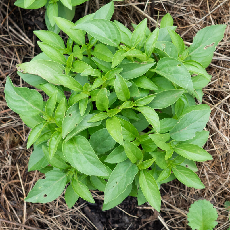 Basil and Tulsis - Floral Spires White