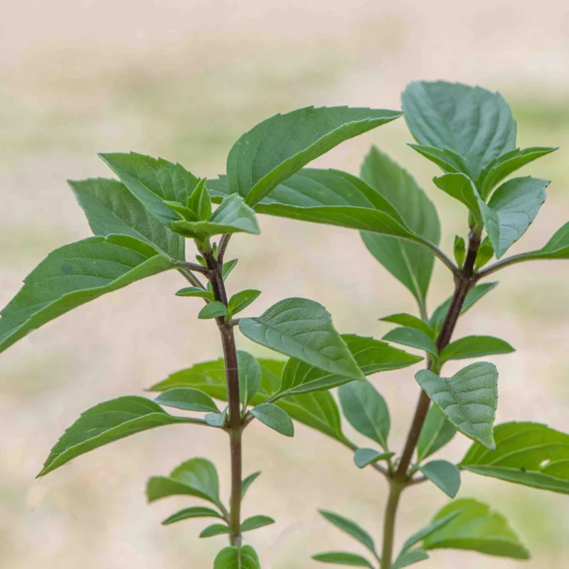 Basil and Tulsis - Siam Queen Thai