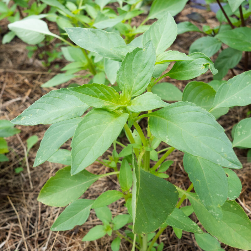 Basil and Tulsis - Sweet Dani