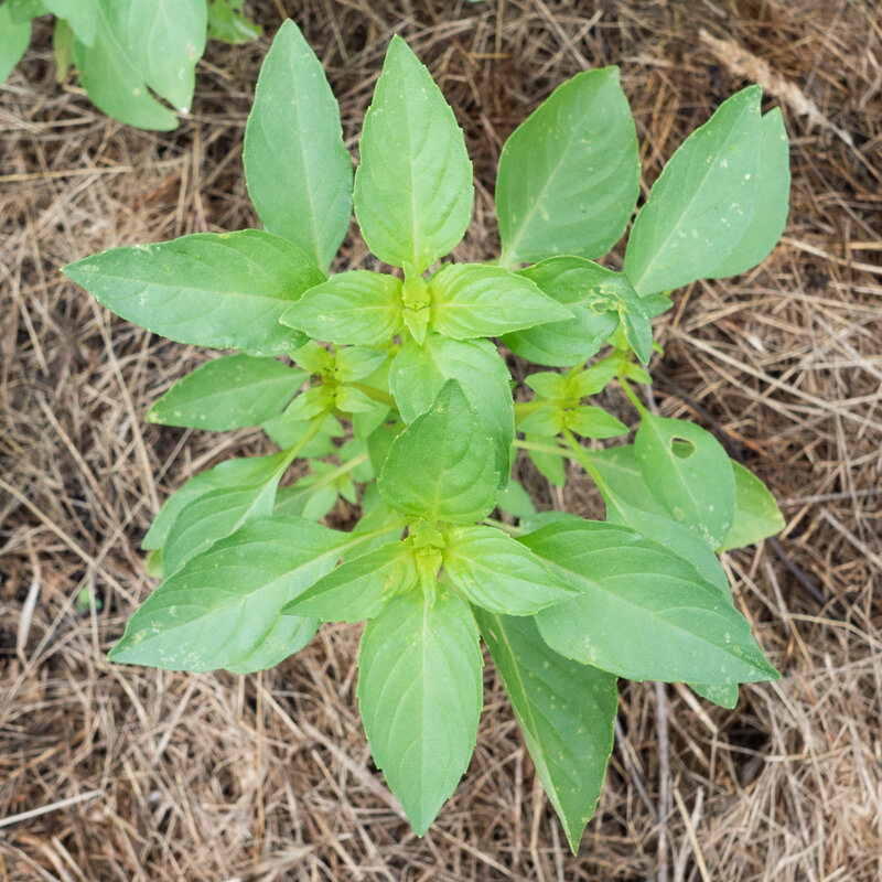 Basil and Tulsis - Sweet Dani