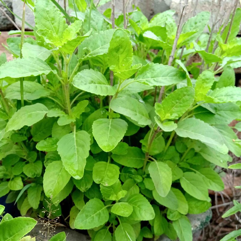 Basil and Tulsis Tulsi Rama Association Kokopelli