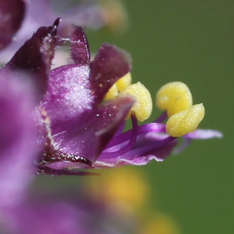 Basil and Tulsis - Tulsi Krishna