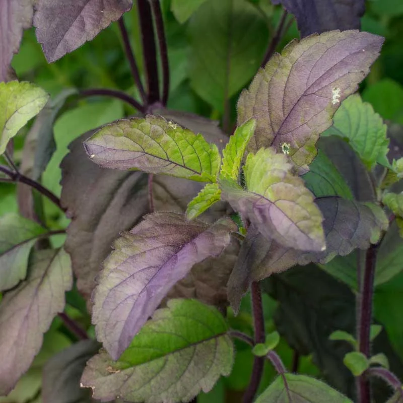 Basil and Tulsis - Tulsi Krishna