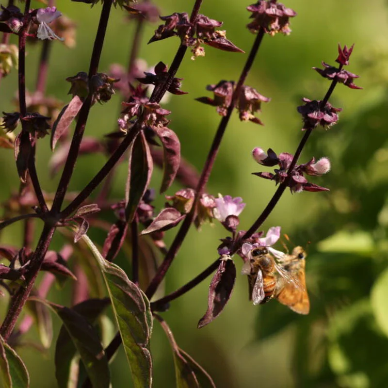 Basil and Tulsis - Tulsi Krishna