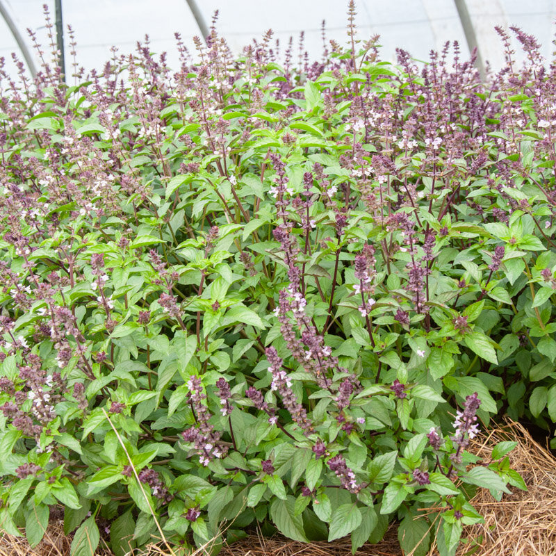 Basil and Tulsis - African