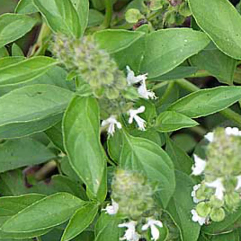 Basil and Tulsis - Kivumbasi Lime