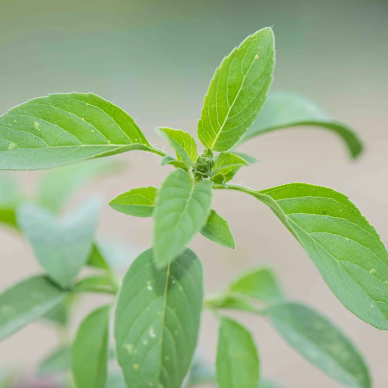 Basil and Tulsis - Kivumbasi Lime