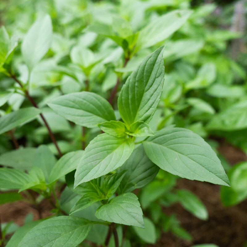 Basil and Tulsis - Thai Red Stem