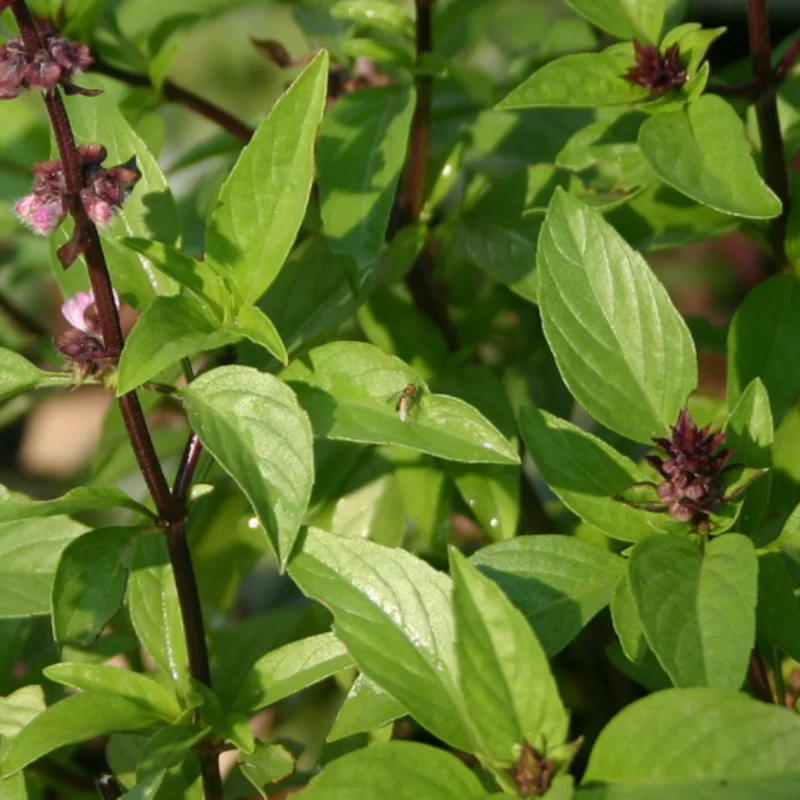 Basil and Tulsis - Thai Red Stem