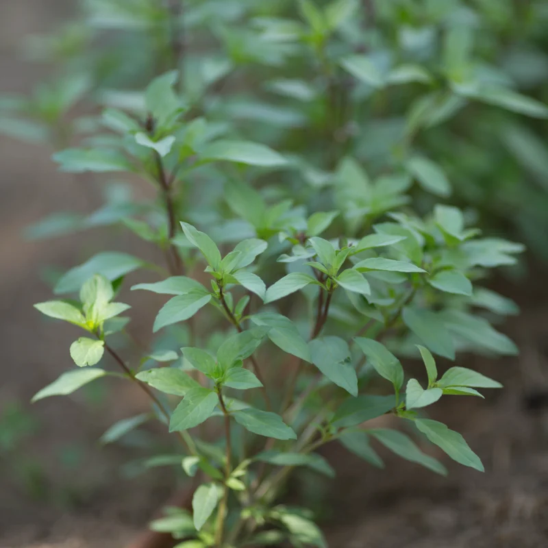 Basil and Tulsis - Thai Red Stem