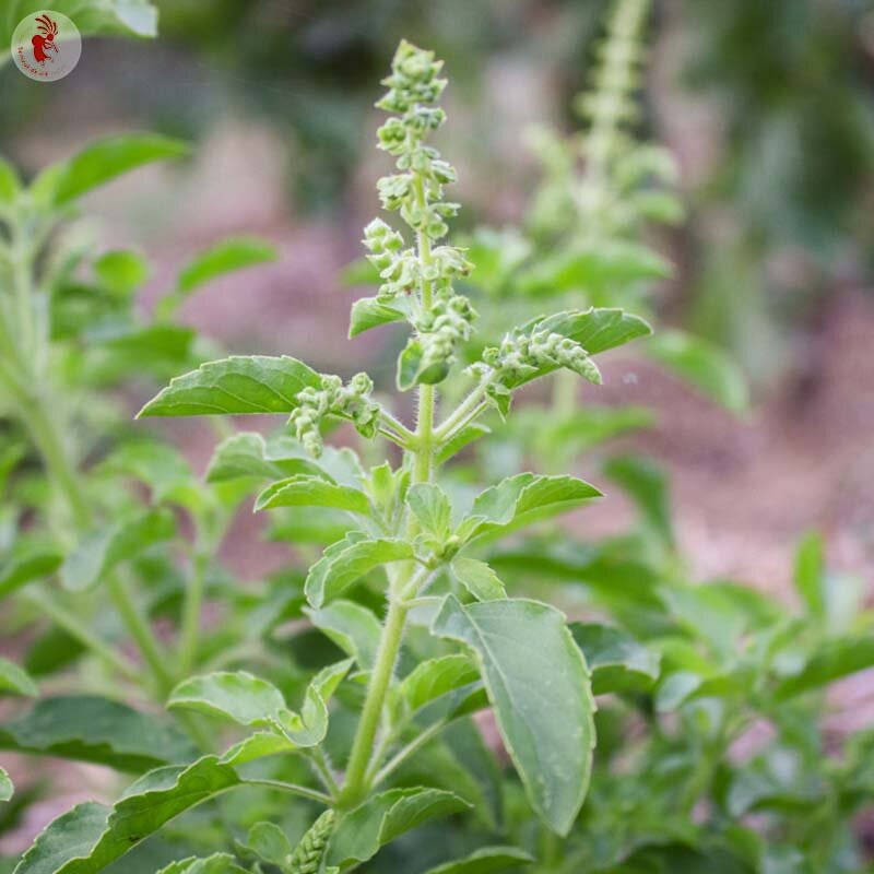 Basil and Tulsis - Green Tulsi from Thailand