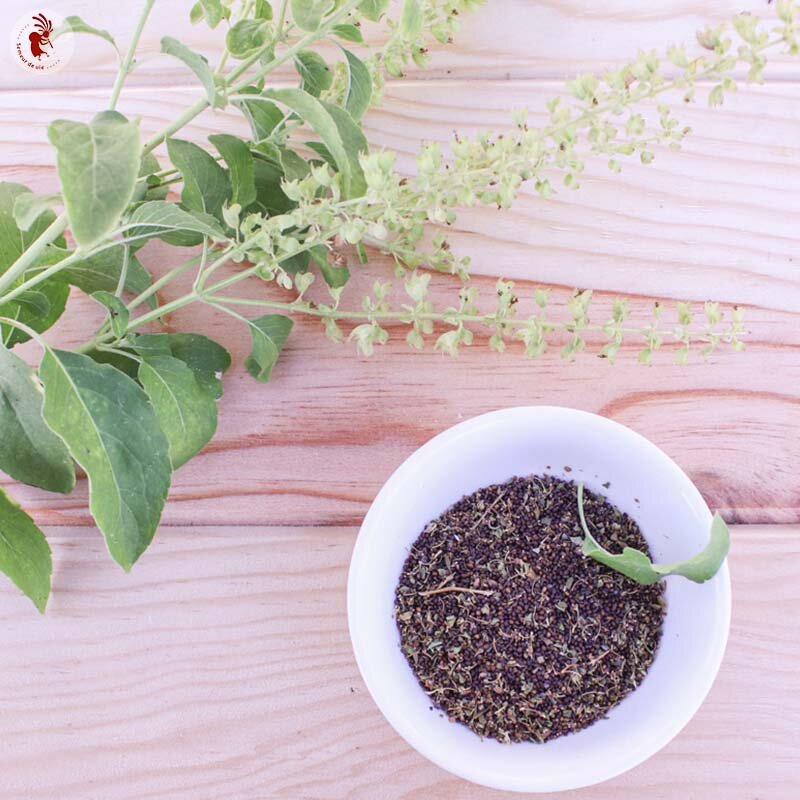 Basil and Tulsis - Green Tulsi from Thailand