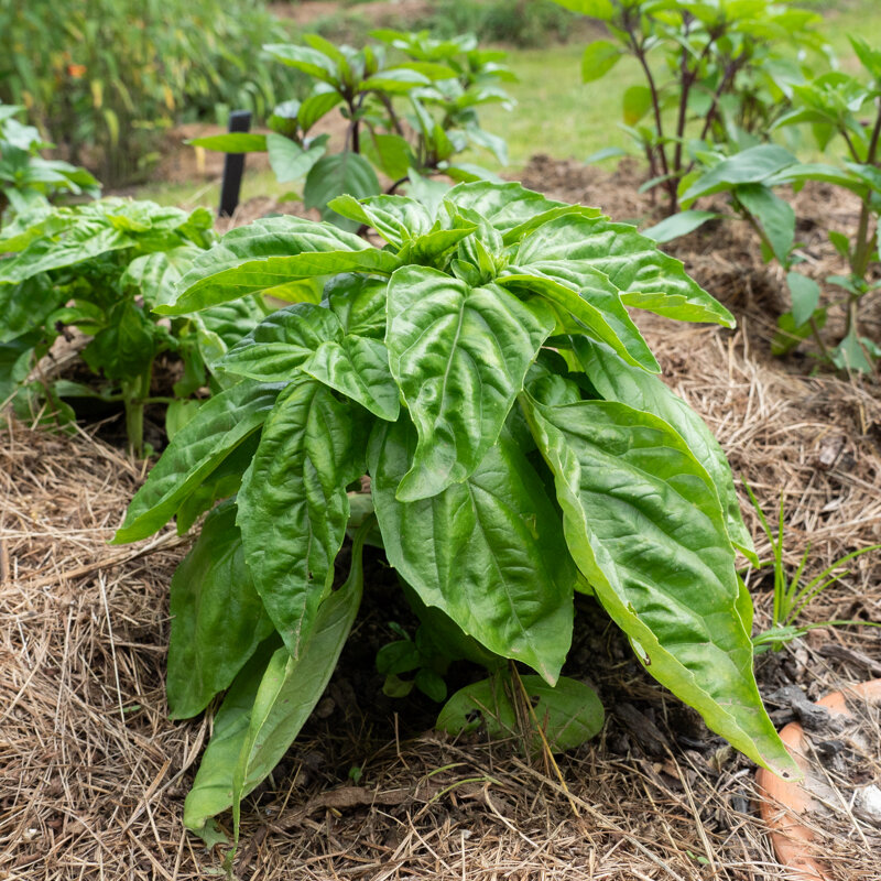 Basil and Tulsis - Mammoth