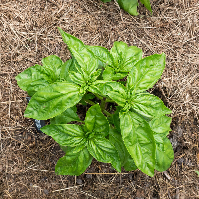 Basil and Tulsis - Mammoth