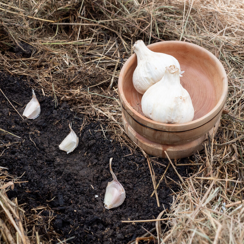 Garlic bulbs - White Garlic Bulbs "Messidrome" AB - 250 g - Allium sativum