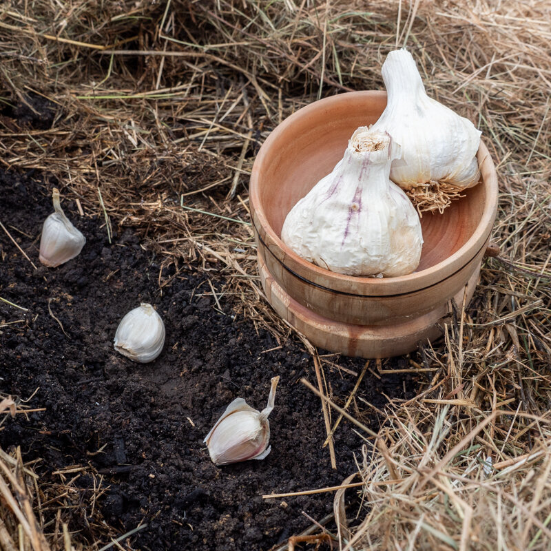 Garlic bulbs - White Garlic Bulbs "Thermidrome" AB - 250 g - Allium sativum