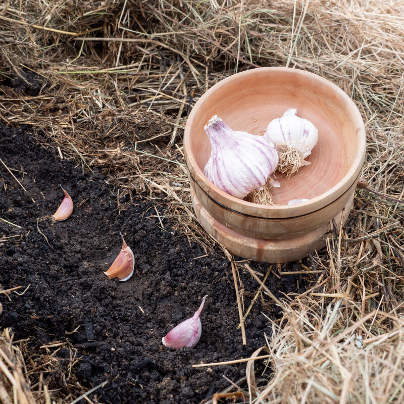 Garlic bulbs - Purple Garlic Bulbs "Primor" AB - 250 g - Allium sativum