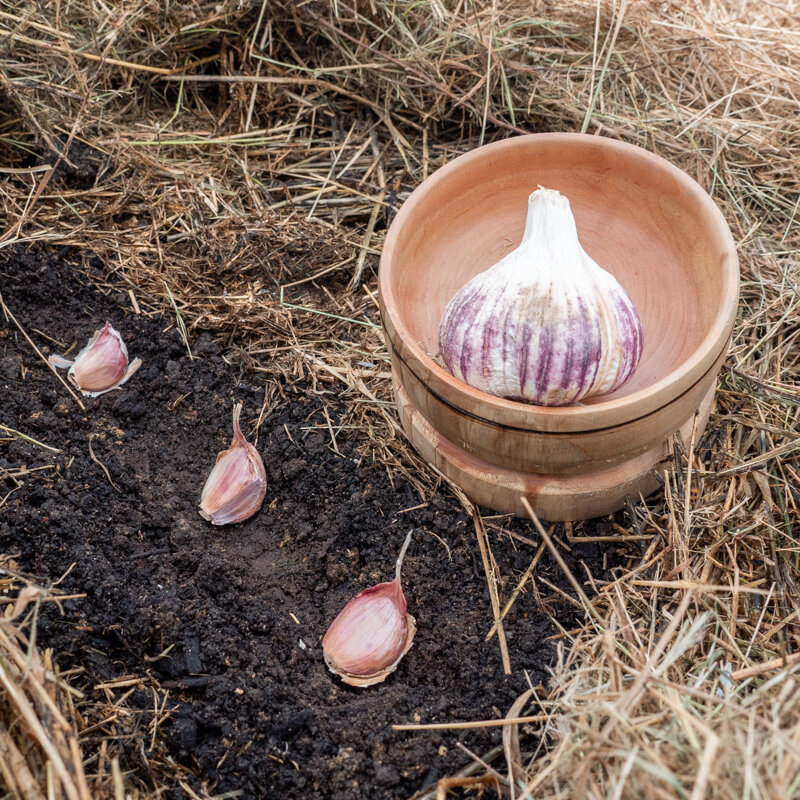 Garlic bulbs - Germidour Purple Garlic Bulbs 250 g AB - Allium sativum