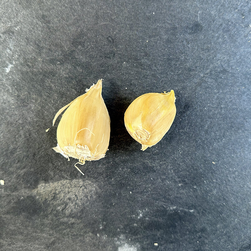 Garlic bulbs - Elephant Garlic bulblets AB - Allium ampeloprasum 2 elephant garlic cloves