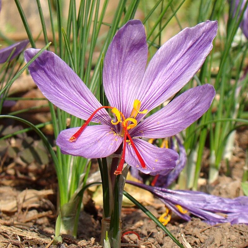 Saffron Crocus - Saffron bulb - Crocus sativus (calibre 9-11) 5 saffron bulbs