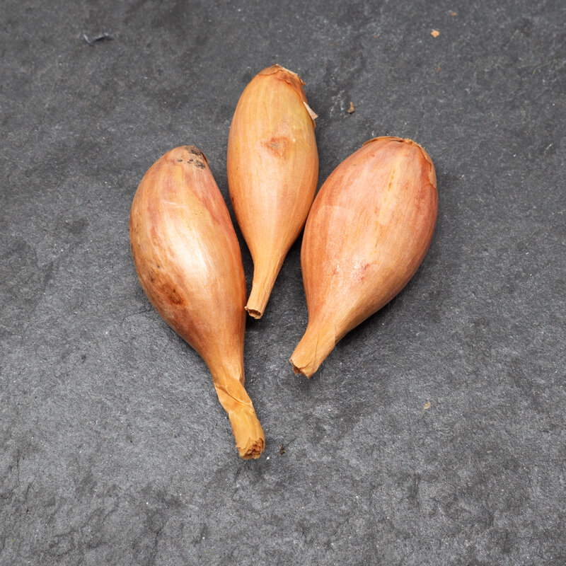 Shallot bulbs - Shallot Bulbs "Longor" AB - 250 g - Allium cepa