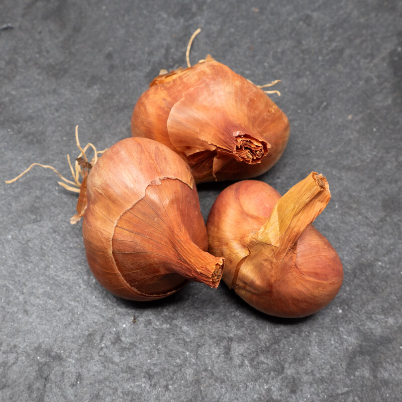 Shallot bulbs - Shallot Bulbs "Red Sun" AB - 250 g - Allium cepa