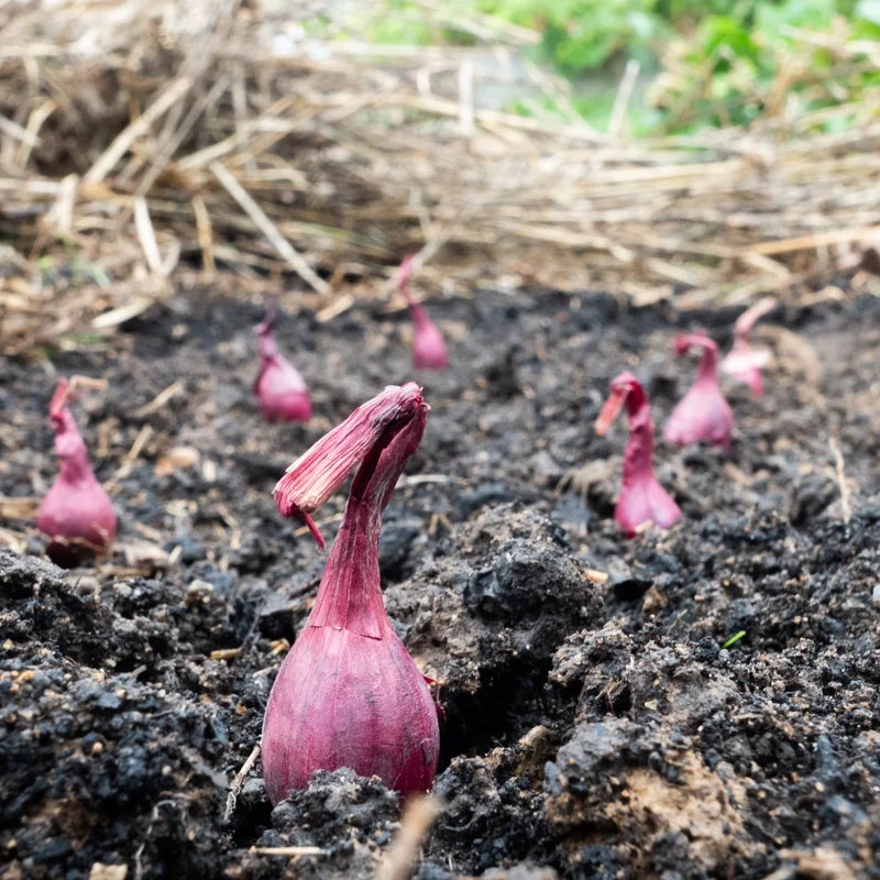 Onion bulbs - Onion Bulbs "Red Baron" AB - 250 g - Allium cepa