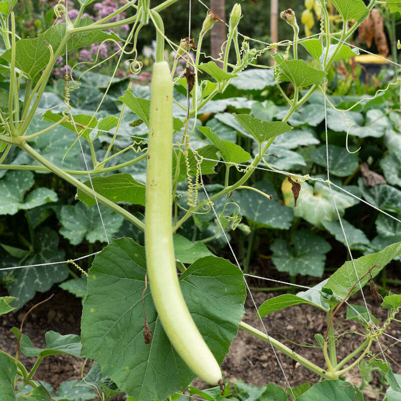 Gourds - Cucuzza Longa Serpente