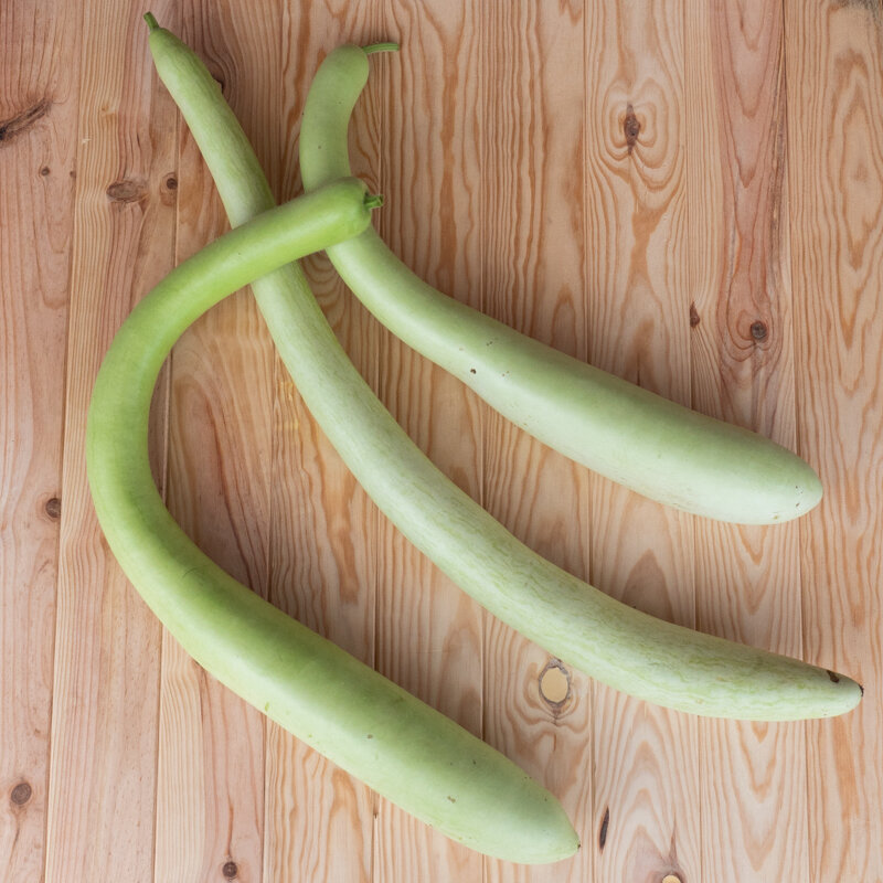 Gourds - Cucuzza Longa Serpente