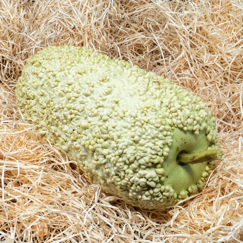 Gourds - Mauritius Warty