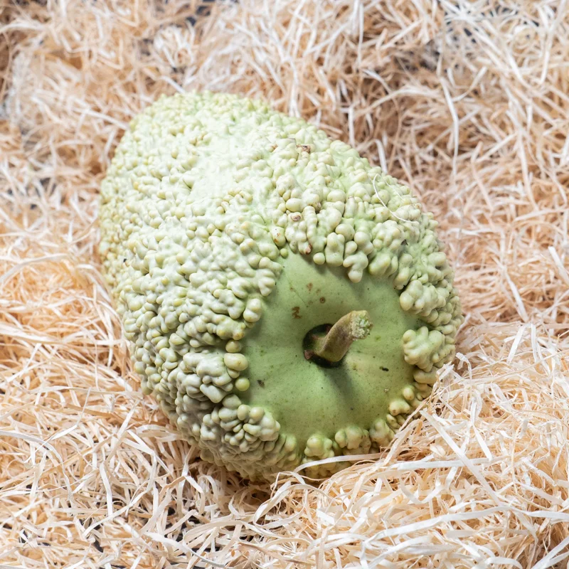 Gourds - Mauritius Warty