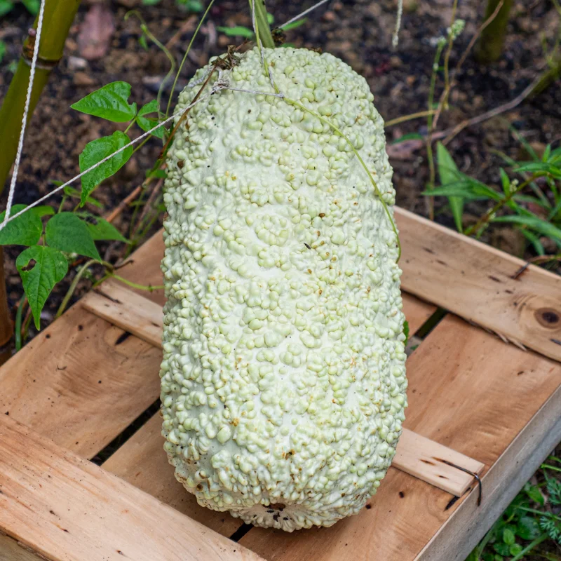 Gourds - Mauritius Warty