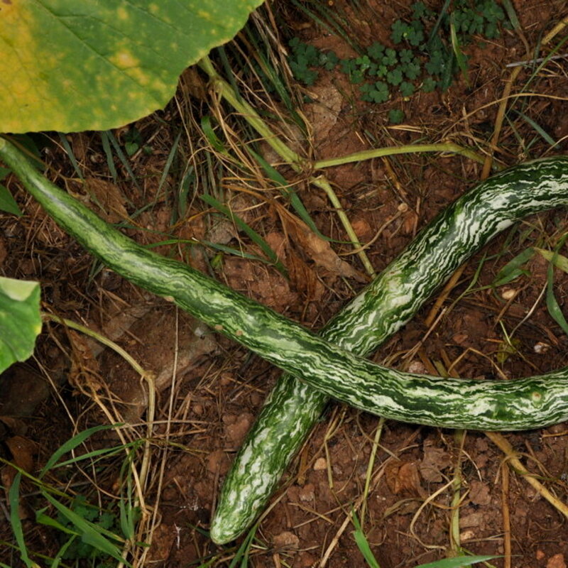 Gourds - Speckled Snake