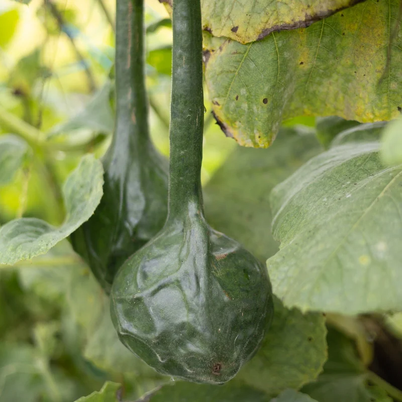 Gourds - Marenka