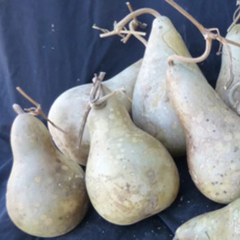 Gourds - Hopi Rattle