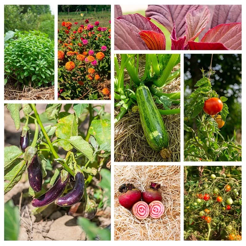 Fertile Assortments - Assortment - Spring seeds