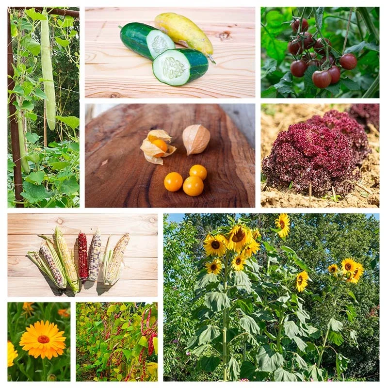 Fertile Assortments - Assortment - Children's vegetable garden