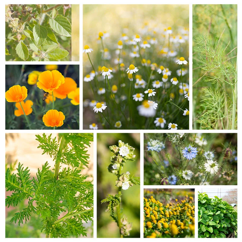 Fertile Assortments - Assortment - Medicinal plants