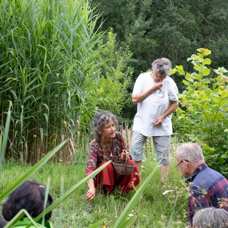 Workshops - Workshop - Walk and pick wild edible plants - 3h Workshop - Friday, May 31, 2024 at 10 a.m.