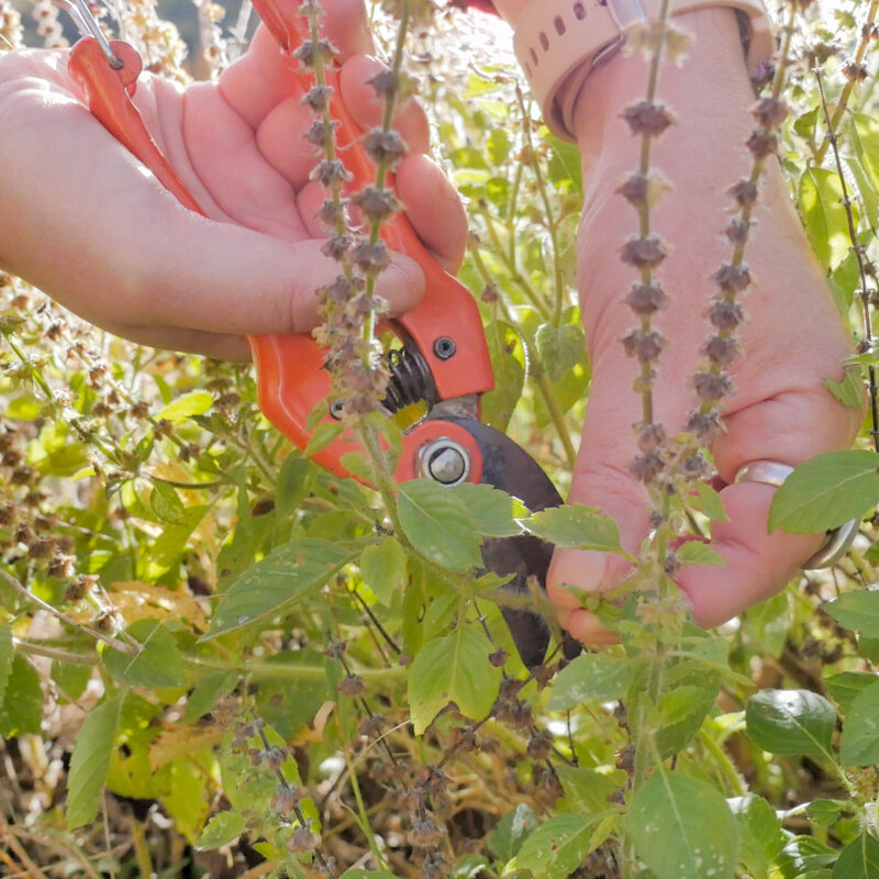 Workshops - Workshop - Walk and pick wild edible plants - 3h Workshop - Saturday, August 03, 2024 at 10 a.m.