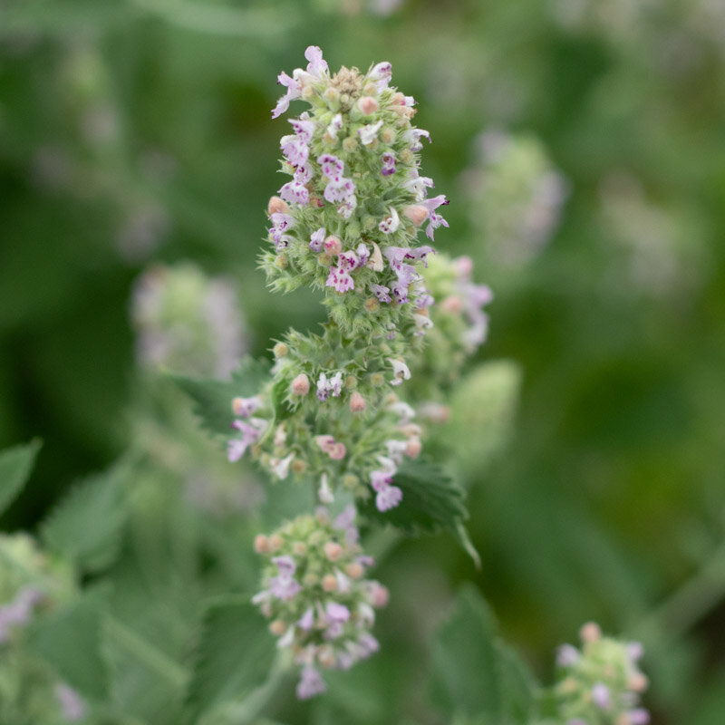 Nepeta - Catnip