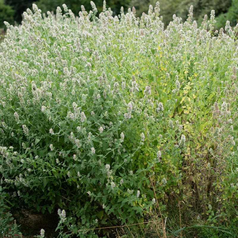 Nepeta - Catnip