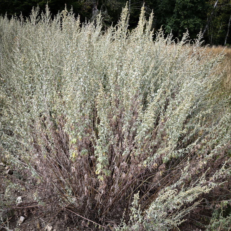Artemisia - Absynthe