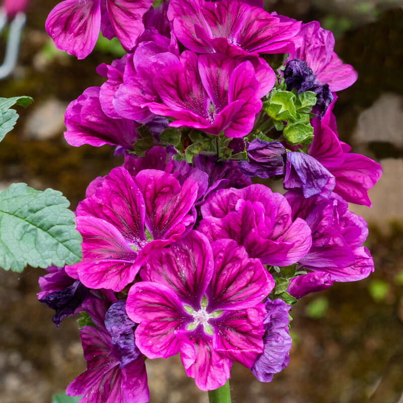 Mallow - Malva sylvestris