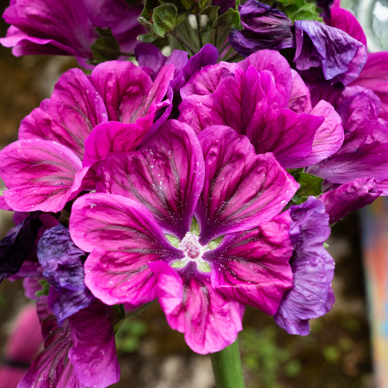 Mallow - Malva sylvestris